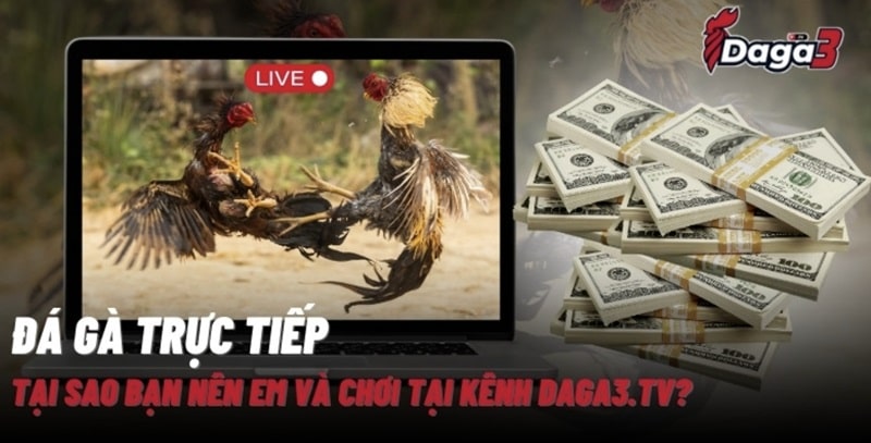 Giới thiệu về kênh đá gà trực tiếp thomo durra.live
