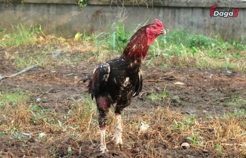 Phương pháp điều trị gà chọi yếu chân tốt nhất