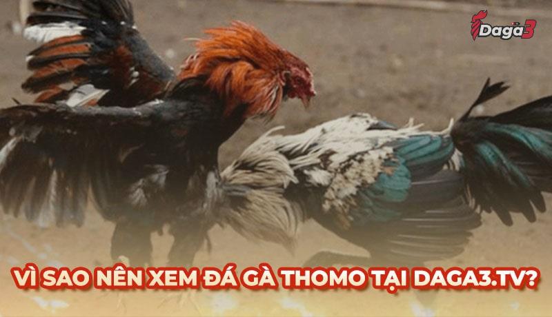 Vì sao nên chọn durra.live để xem đá gà trực tiếp thomo
