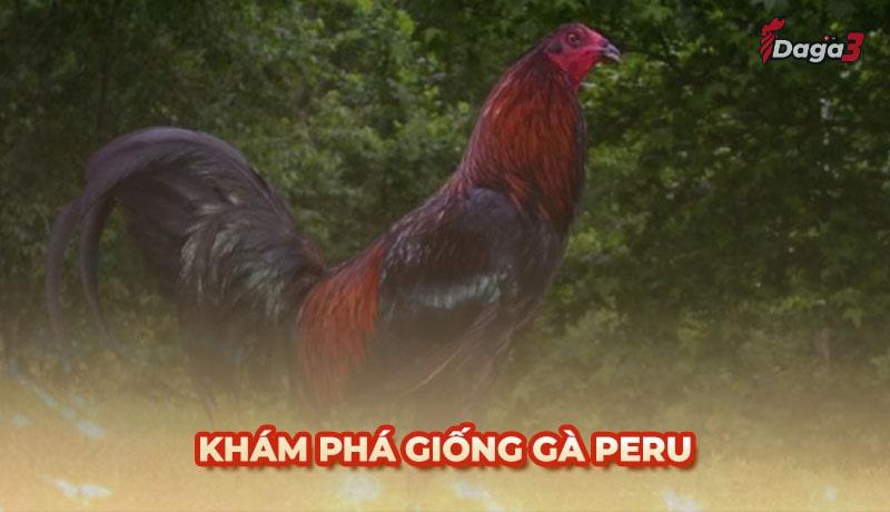 Gà Peru là gì? Tìm hiểu về giống gà chọi nổi tiếng thế giới